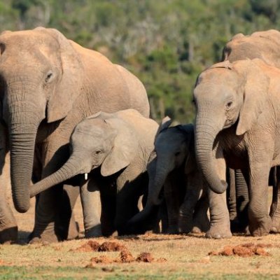 A elephant calf surrounded by two adult elephants 